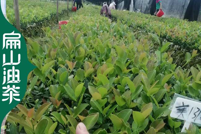 [大小杯油茶苗60CM]永州1-2年茶葉苗培育 湖南地徑0.8-1公分