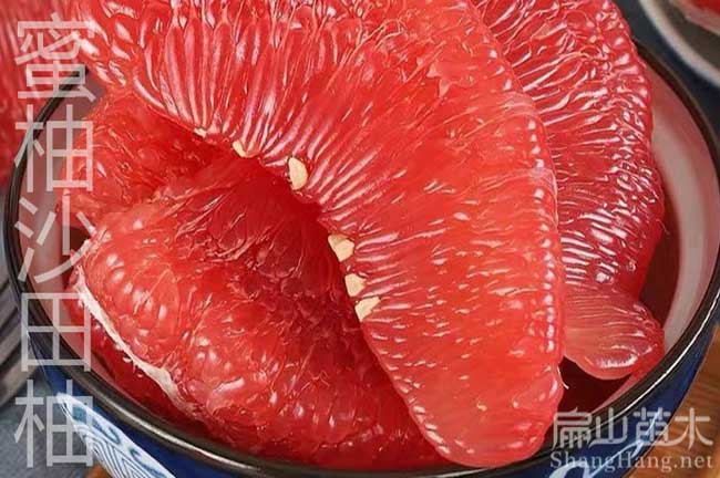 漳州紅心柚子種植