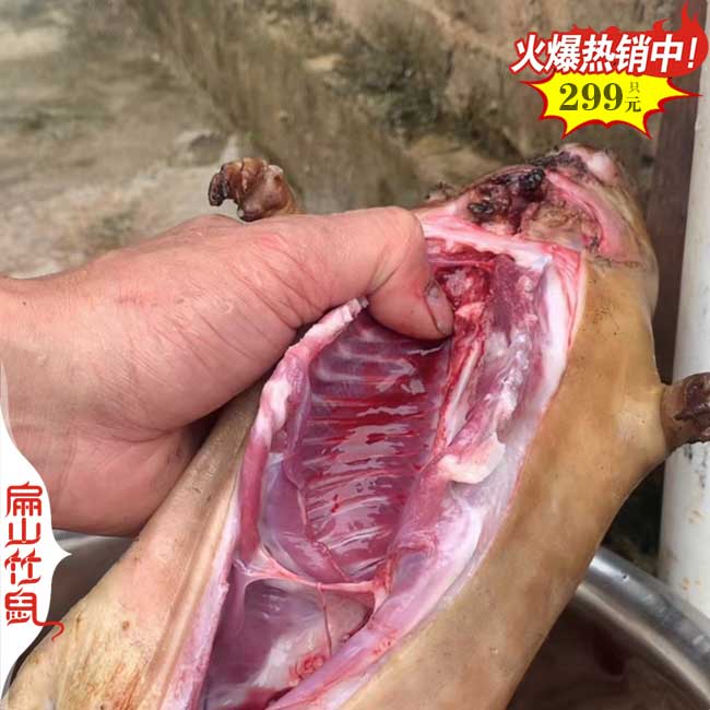 長沙岳陽湘潭有竹鼠豚鼠養殖大型基地 一對黑彩豚荷蘭豬38元