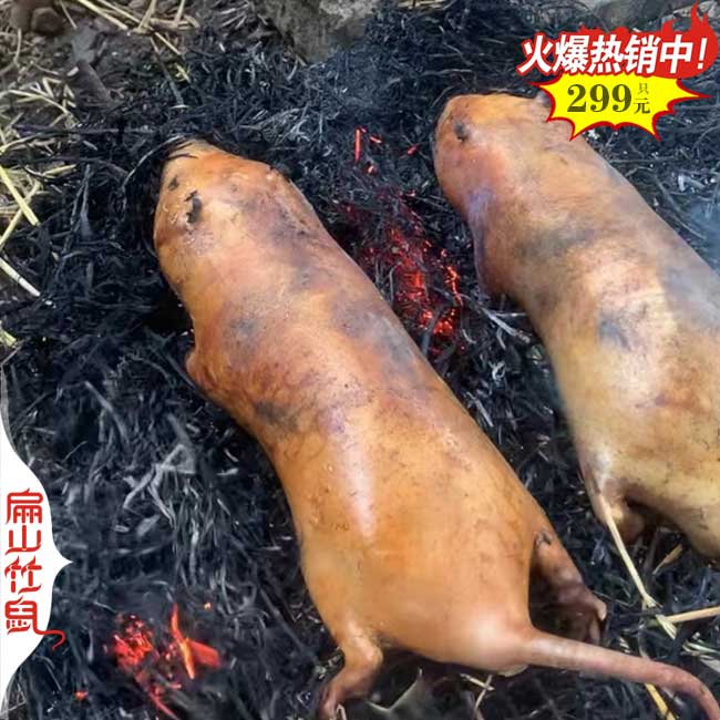 銷路浙江竹鼠養殖基地 批發冰凍商品竹鼠種苗價格 T紹興臺州
