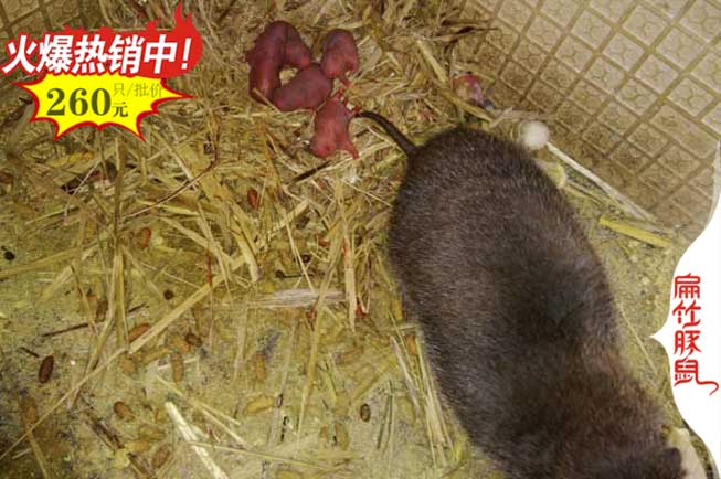 廣西大竹鼠養殖場 賀州崇左公司基地中華銀星白毛紅頰種苗Z1
