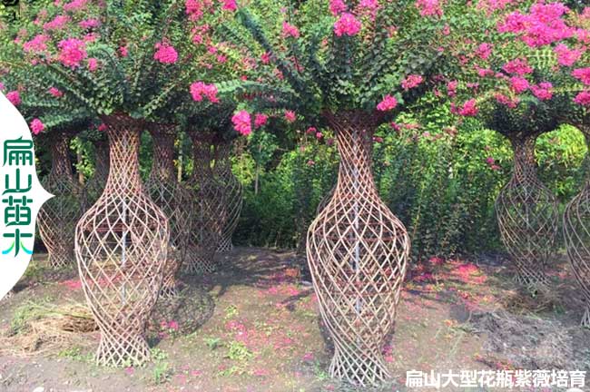 編織浙江紫薇花瓶1.8米造型老樁基地 1.5M 1M 2.5M 3M 4M 5M