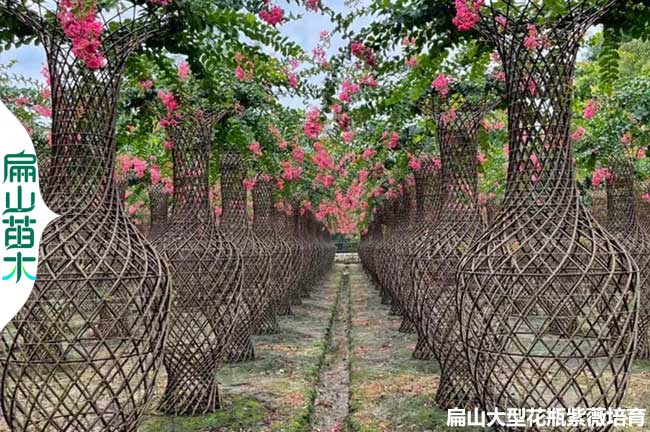 二三節 陜西紫薇葫蘆造型編織 3米花瓶 2米1.8M大型標準基地