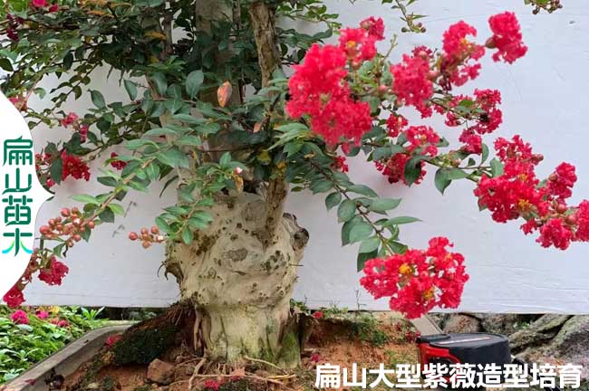 專業葫蘆花瓶老樁 重慶紫薇造型基地 孔雀1米批發 2M 3米