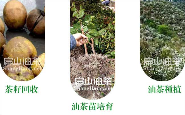 油茶種植 距離密度 施肥時間 修剪方法-扁山油茶